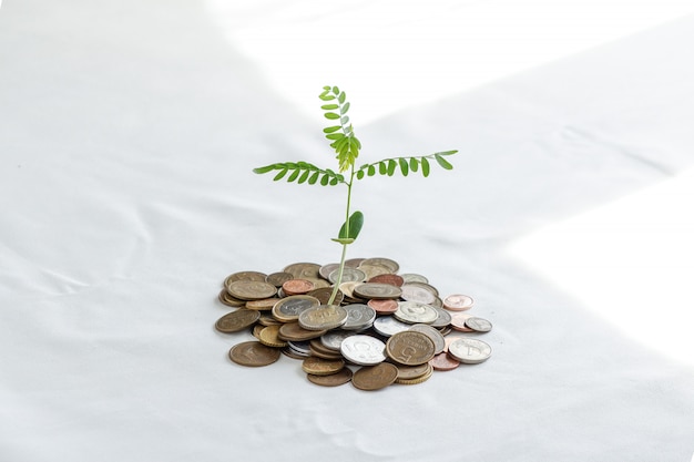 Planting trees on a pile of money