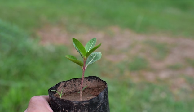 Foto piantare alberi alberelli e foglie verdi