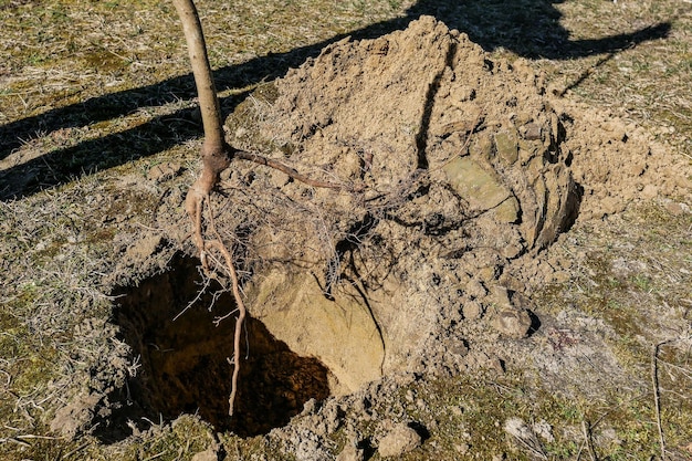 Foto piantare alberi in primavera le radici di un giovane albero