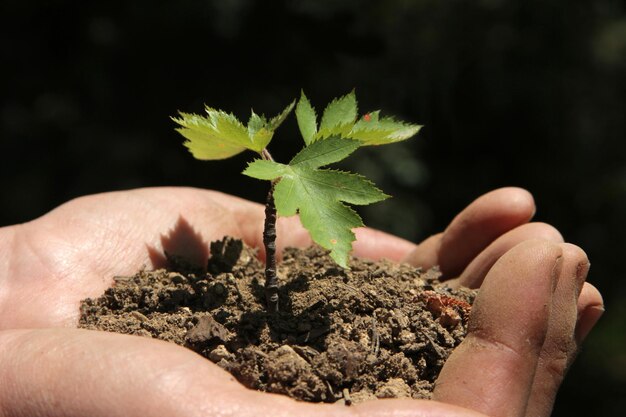 Planting trees with bare hand