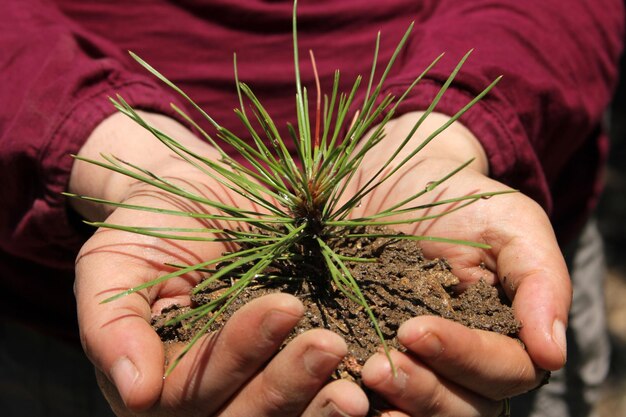 Foto piantare alberi a mani nude