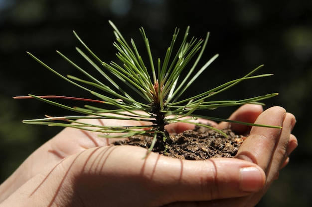 Planting trees with bare hand