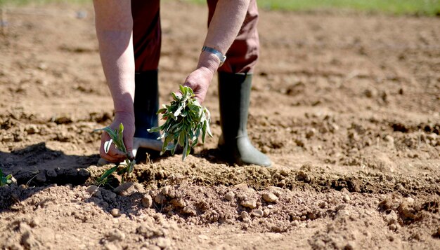 Planting vegetable in a garden spring theme