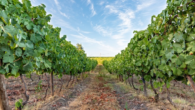 Planting of vines for wine harvesting and processing