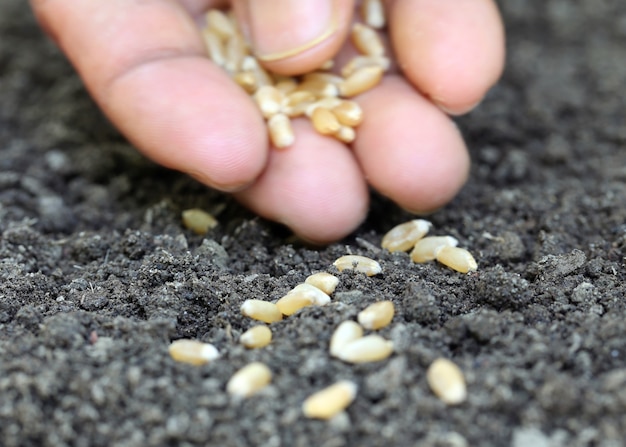 Photo planting wheat in fertile soil