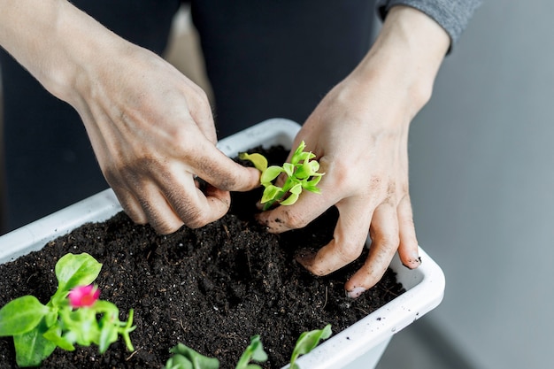 Planting in a white rectangular flower pot