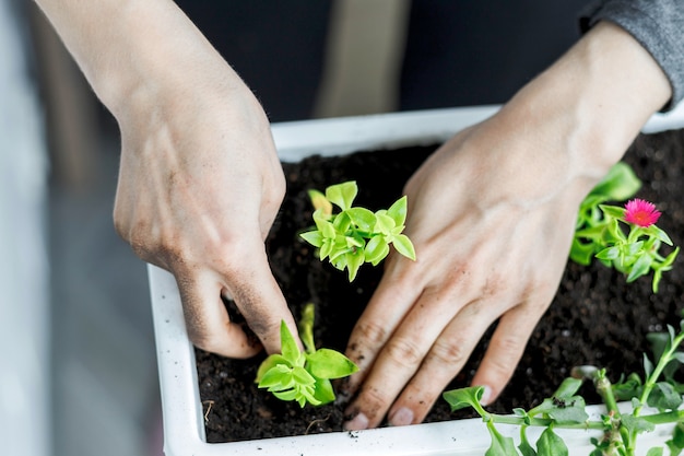 白い長方形の植木鉢に植える