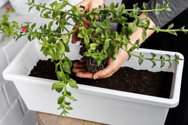 白い長方形の植木鉢に植える