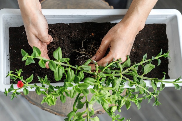 Planting in a white rectangular flower pot