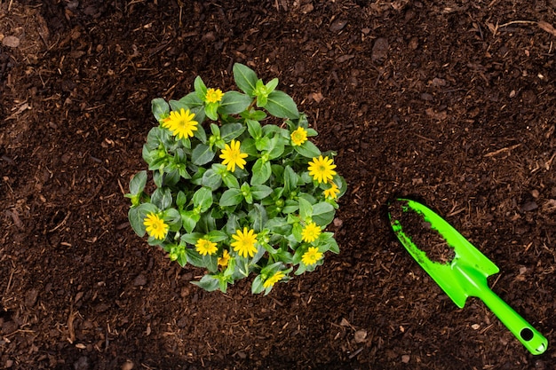 planting young seedlings of lettuce salad in the vegetable garden.