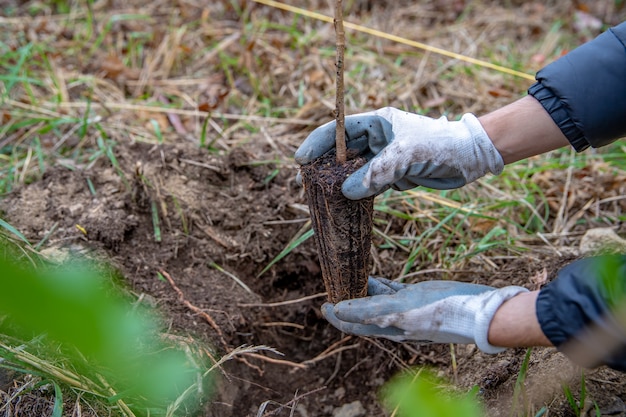 Planting young tree in forest after devastating wind