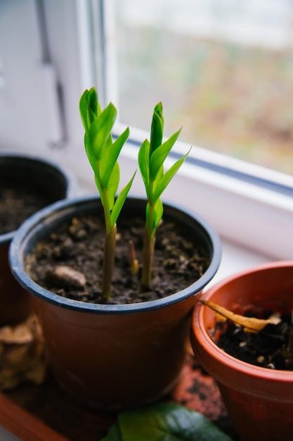 실내에 Zamioculcas 심기 가정 정원 취미 원예의 개념 환경 보호 가정 녹색 식물 관리