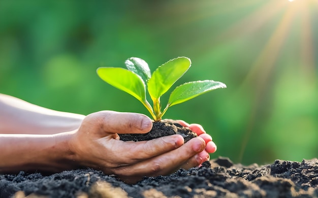 Plantje in de hand