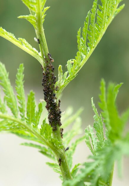 plantluizen op een stengel