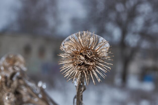 氷の雨の後の植物 氷で覆われた植物の枝と芽