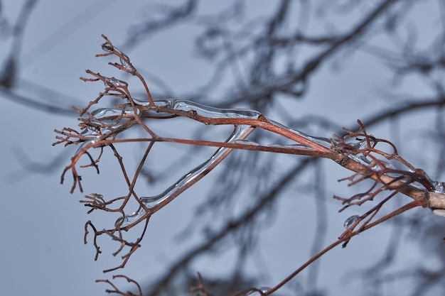 Photo plants after an icy rain branches of plants and shoots covered with ice