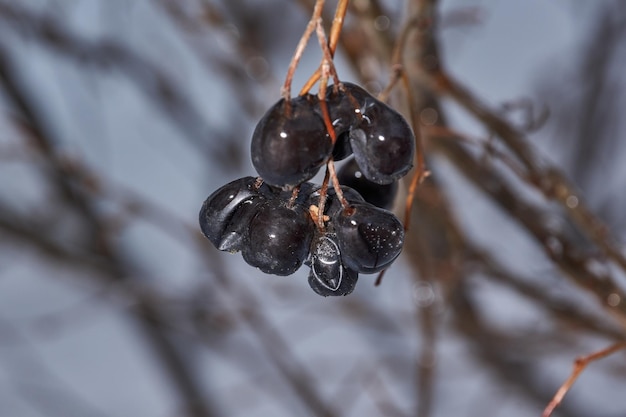 Photo plants after an icy rain branches of plants and shoots covered with ice