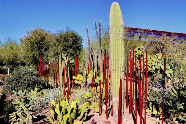 写真 澄んだ青い空に照らされた植物