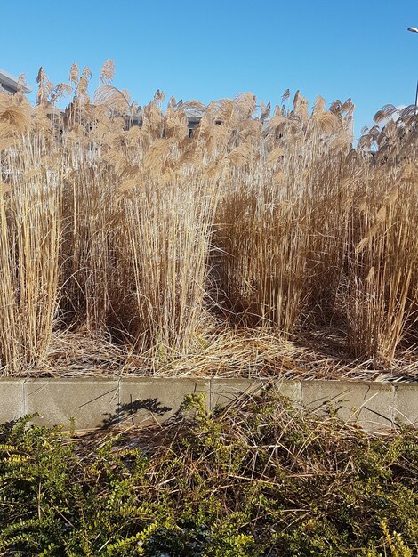 Plants against clear sky