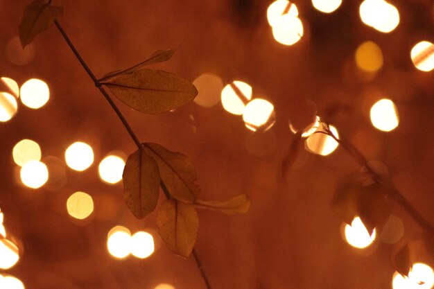 Photo plants against illuminated lights at night