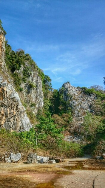 Plants against rocky wall