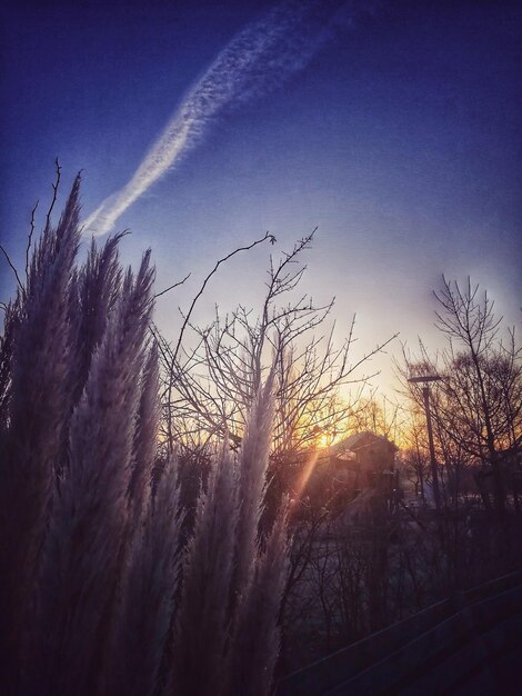 Plants against sky during sunset