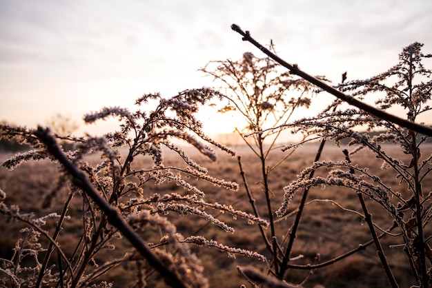 夕暮れの空の背後にある植物