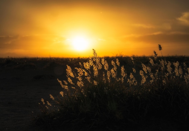 Plants against sky during sunset