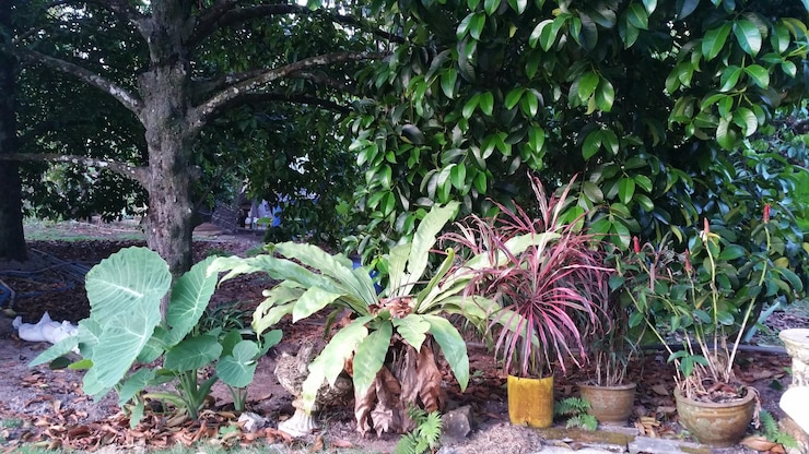 Photo plants against trees