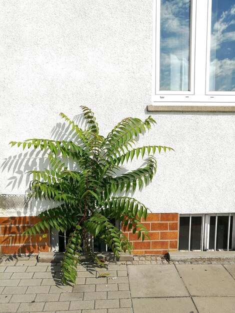 Plants against window