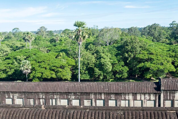 写真 空に照らされた植物と木