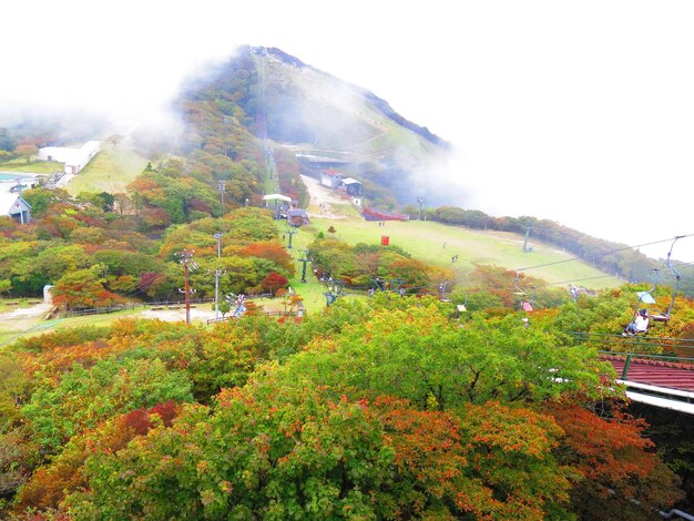 写真 空に照らされた植物と木