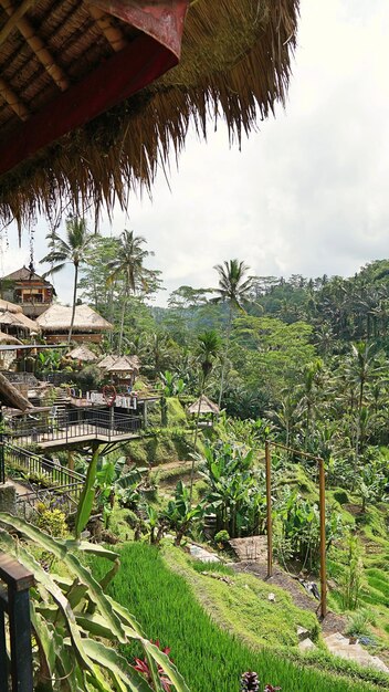 写真 空に照らされた建物の近くの植物と木