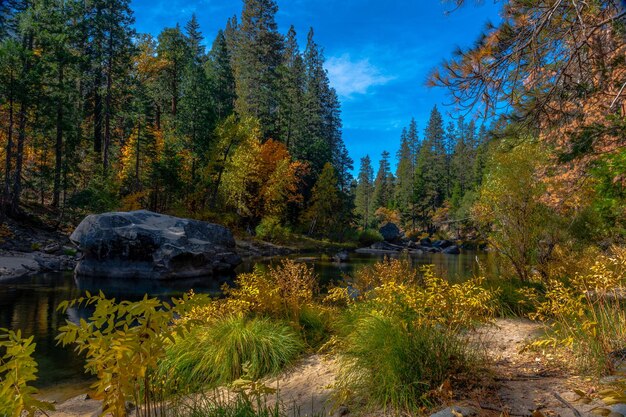 写真 秋の森林の湖の植物と木