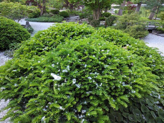 写真 公園で育つ植物と木