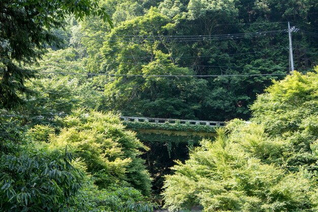 写真 森の植物と木