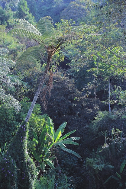 写真 森の植物と木