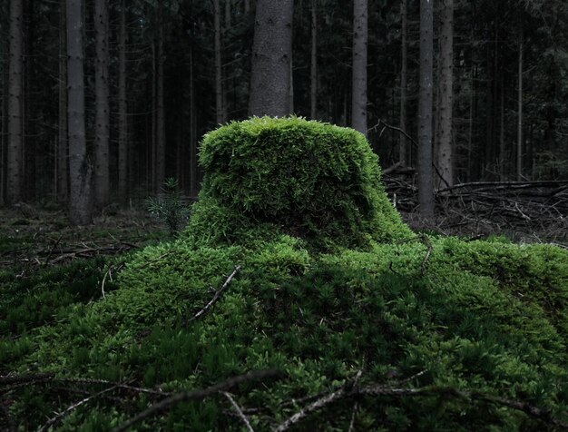 Фото Растения и деревья в лесу