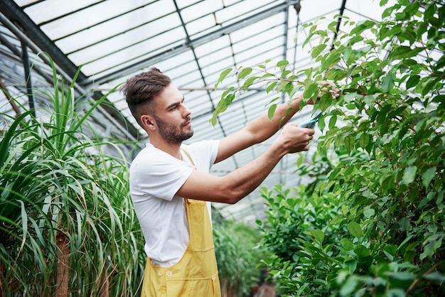 植物は常に世話を必要としています。魅力的なスタイリッシュなひげを生やした男は温室で働いています。