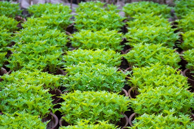 温室内で美しく縦横に並んだ植物が育つ