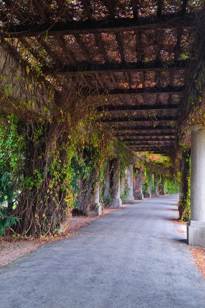 Photo plants are woven across the concrete structure in the park