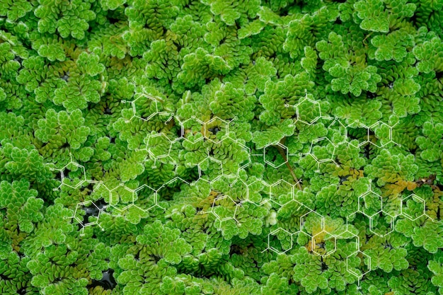 生化学構造を持つ植物の背景ぼやけた穏やかな自然の背景のスマート仮想画面インターフェース持続可能なエネルギー