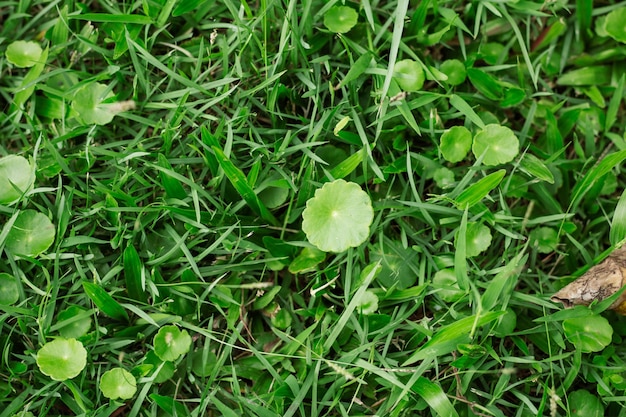 Plants of background.