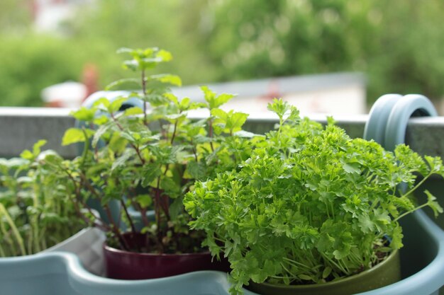plants on balcony in spring