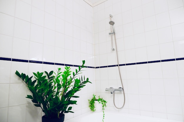 Photo plants in bathroom at home