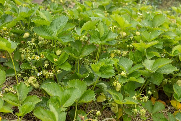 Foto piante di fragole in fiore sui letti del giardino