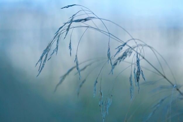 plants and blue sky in the nature in autumn season, blue background