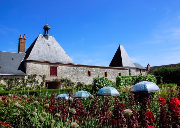 Plants by building against blue sky