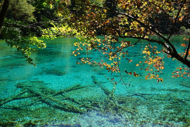 Foto piante per lago contro alberi