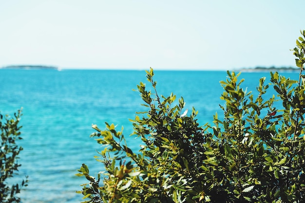 plants by sea against clear sky